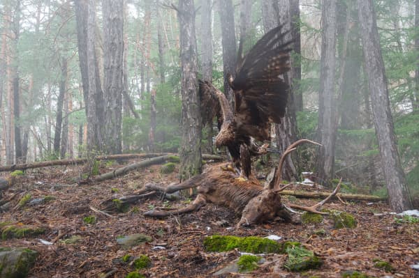 Francesco Guffanti, won Bird Behaviour for this picture of a golden eagle in Aosta Valley Italy feeding on a red deer.