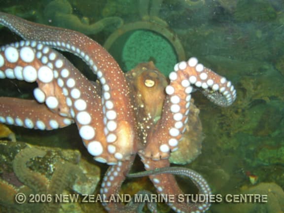 The secret life of the octopus | RNZ