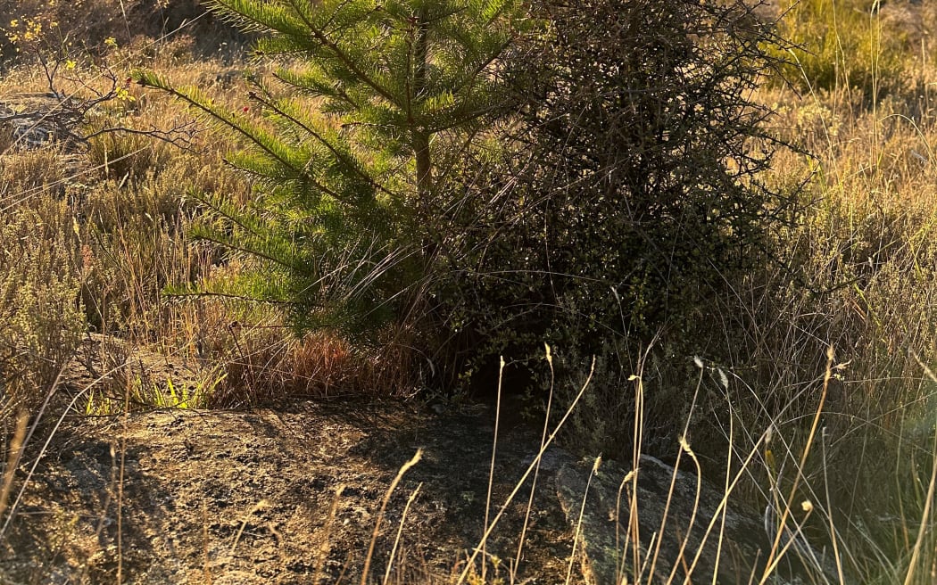 Paul Oswald, project manager for the Central Otago Wilding Conifer Group, says in the battle for space conifers will beat out natives every time and fears the invasive species will eventually cover the landscape with a mono culture.