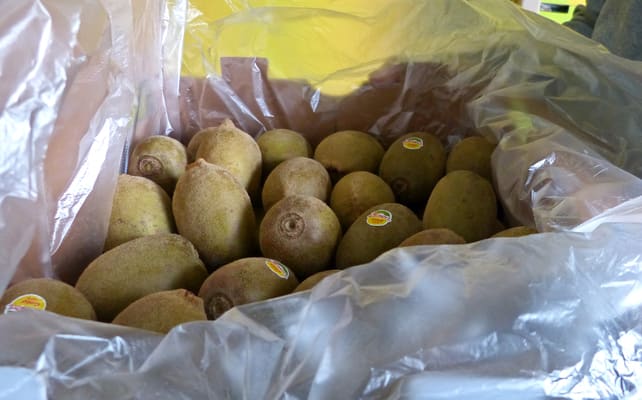 Zespri gold kiwifruit grown on Jeju Island.
