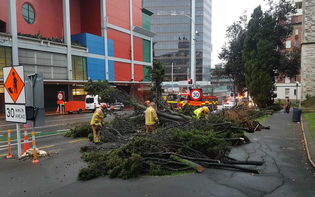 The fallen tree on Wellesley Street in central Auckland is being cleared away.