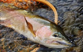 rainbow trout