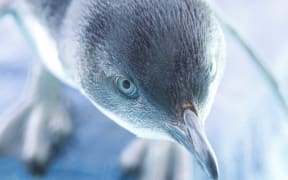 Pingu, the little blue penguin.