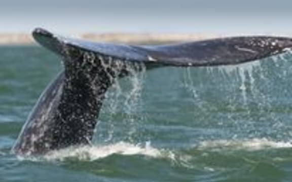 whale