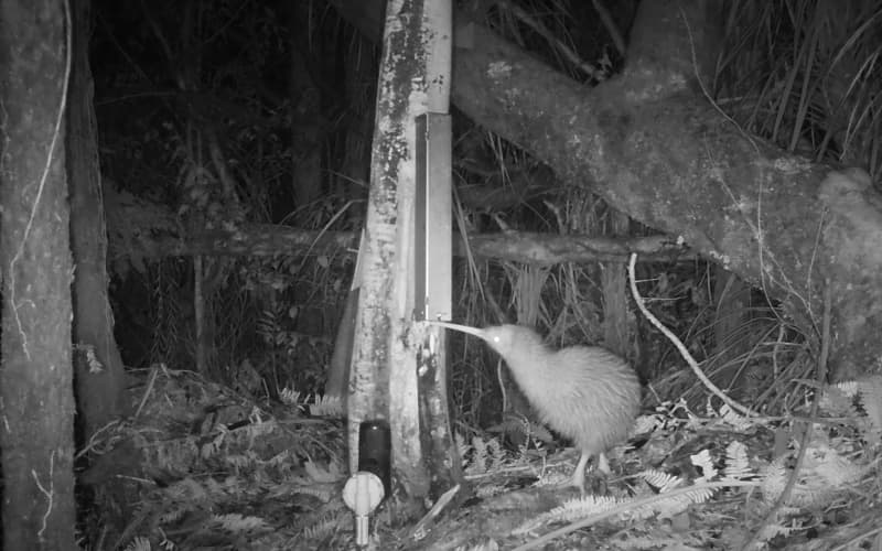Cameras reveal more kiwi than possum on Taranaki range | RNZ