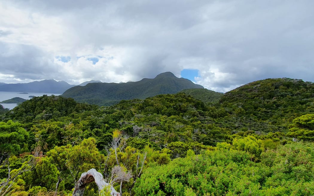 A view of Pukenui Anchor Island, you can see hills and water in the far distance, up close is the top of varied bush and forest.