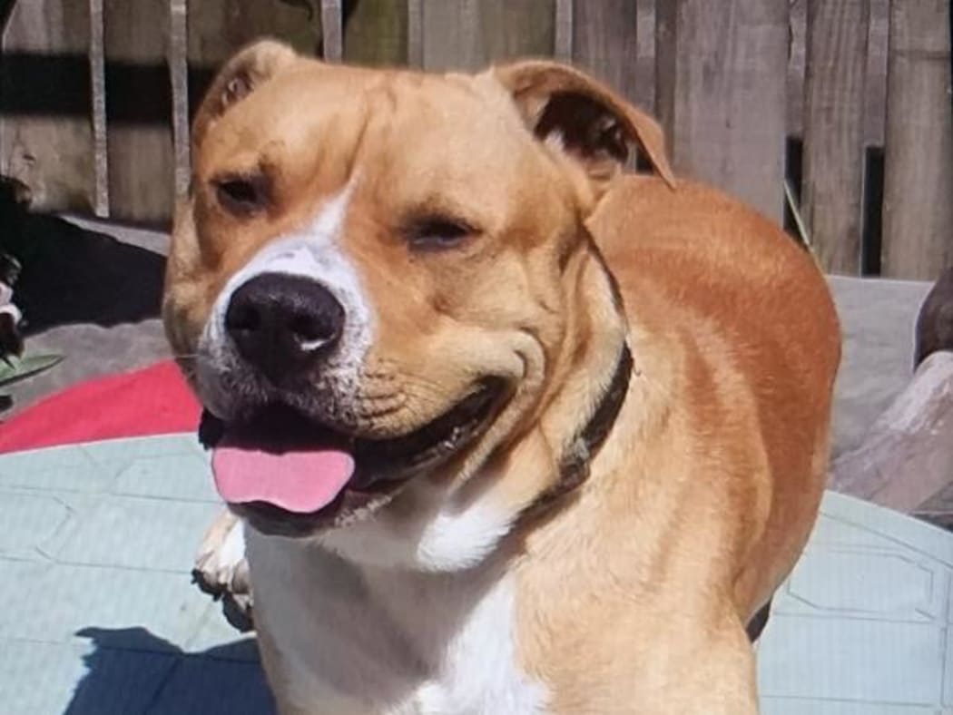 Ziggy is a Staffordshire-cross breed with a white chest and paws.