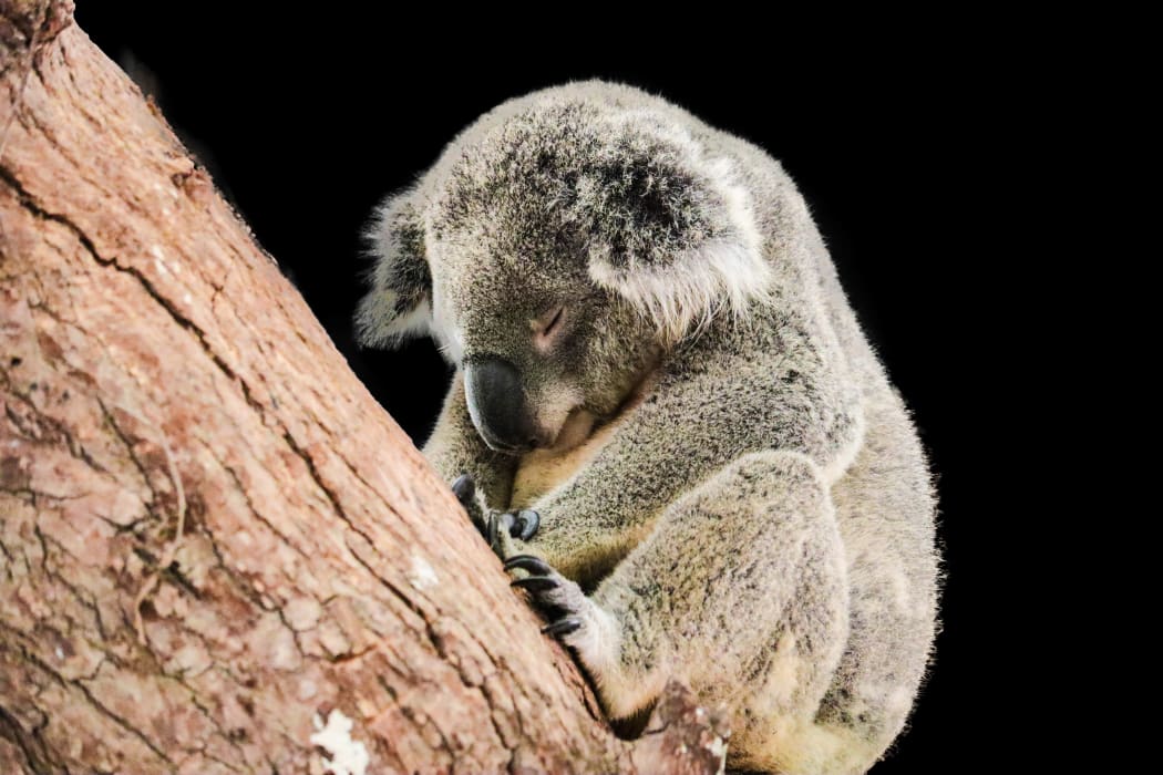 cute koala isolated on black background
