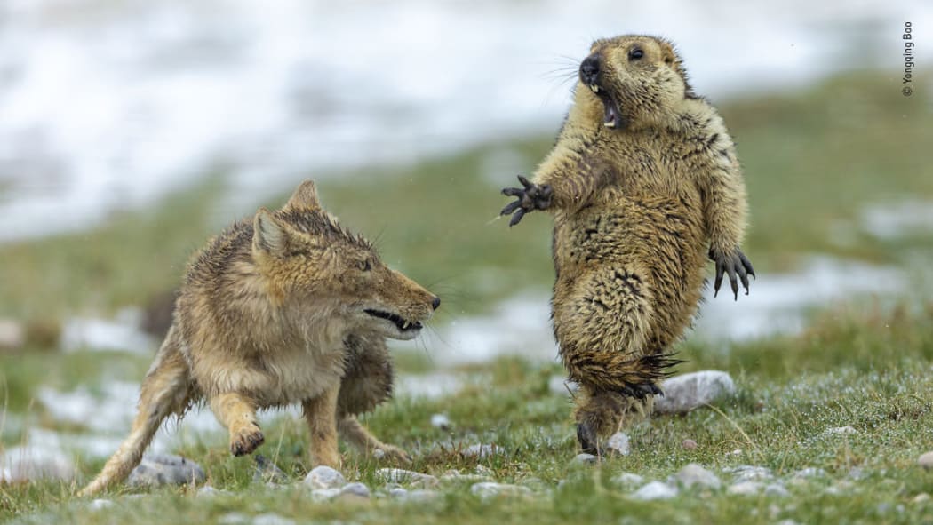 Wildlife Photographer of the Year 2019
Grand title winner