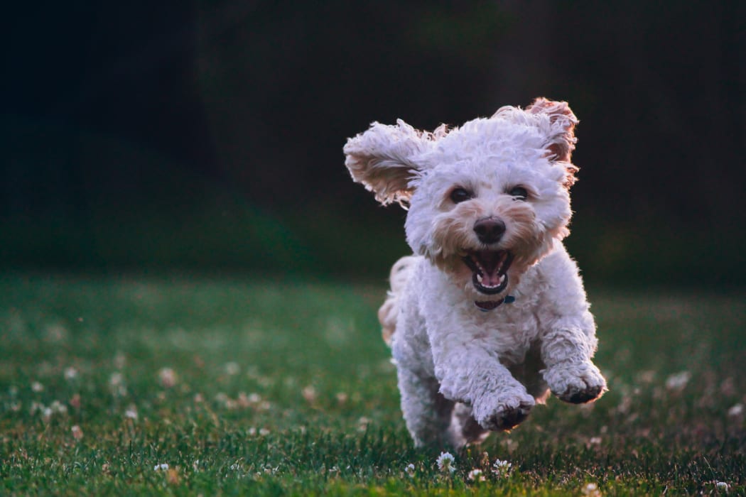 happy running puppy