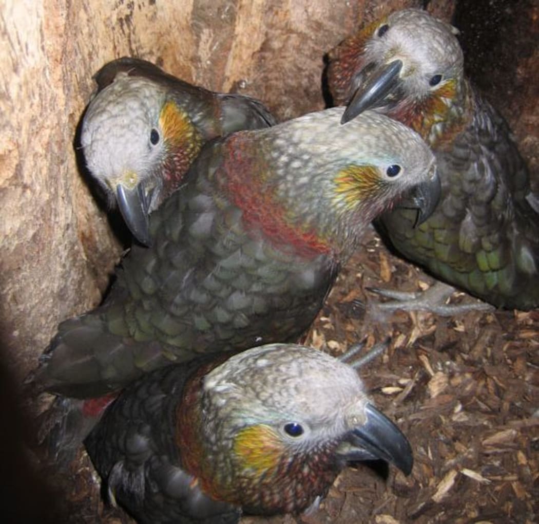 Kākā fledglings.