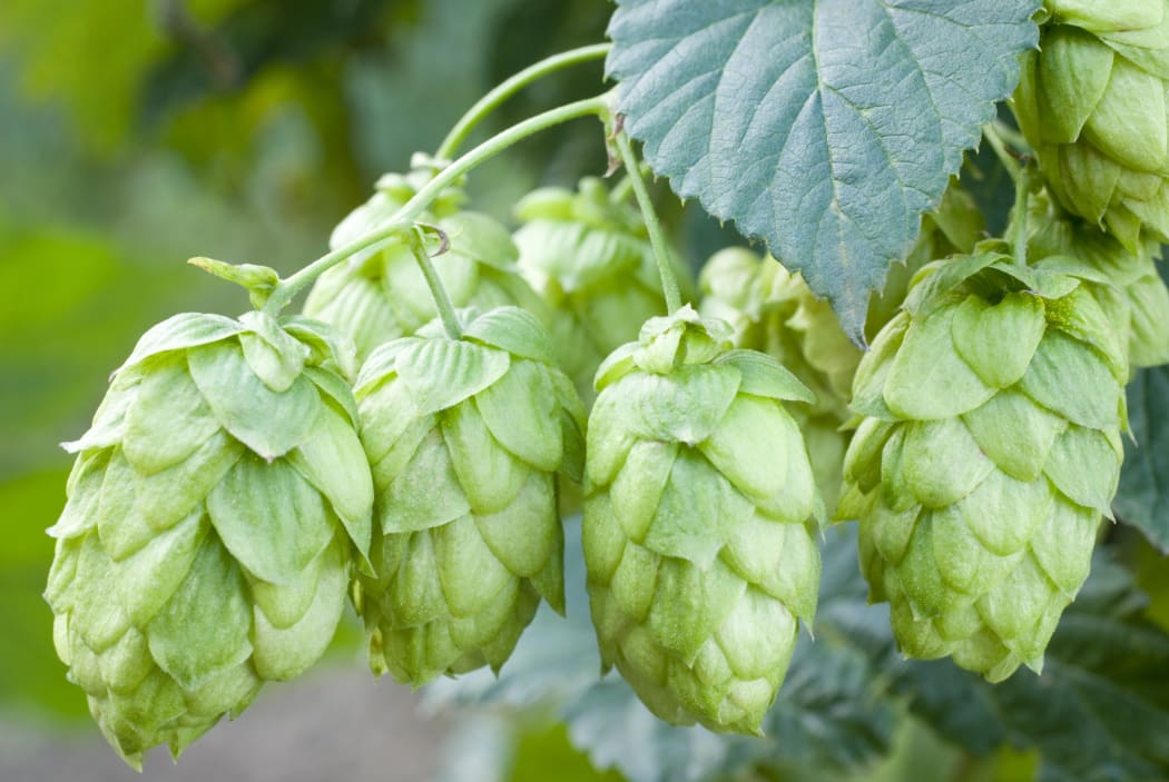 Hop cones