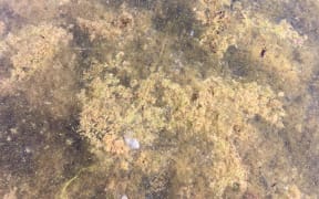 Some of the toxic algae in Lake Taupō