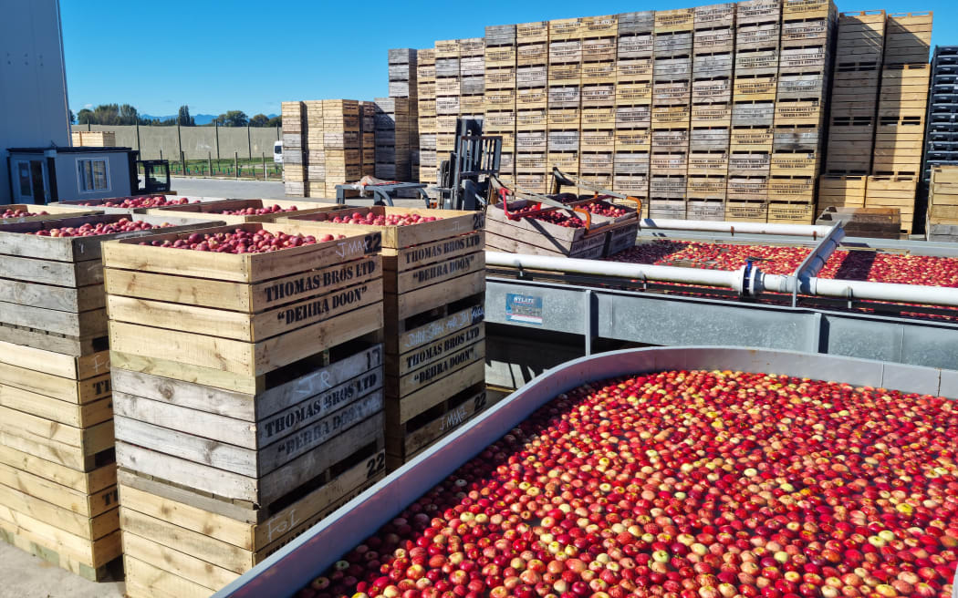 Royal Gala apples in crates during the harvest at Thomas Brothers packhouse in Riuwaka.