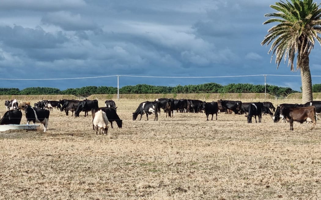 Drought on a farm in South Taranaki, March 2025.