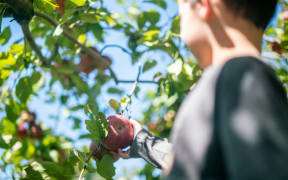 Whole fruits contain naturally occurring sugars that are healthy and provide kids with energy.