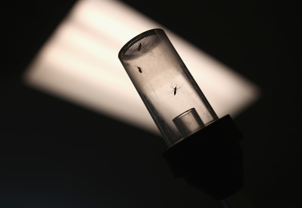 Mosquitos caught for testing for the Zika virus await shipment to a lab on 14 April 2016 in McAllen, Texas.