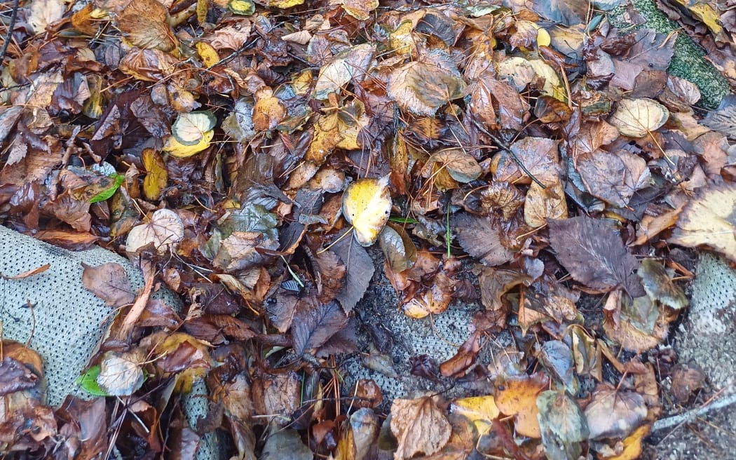 Autumn leaves