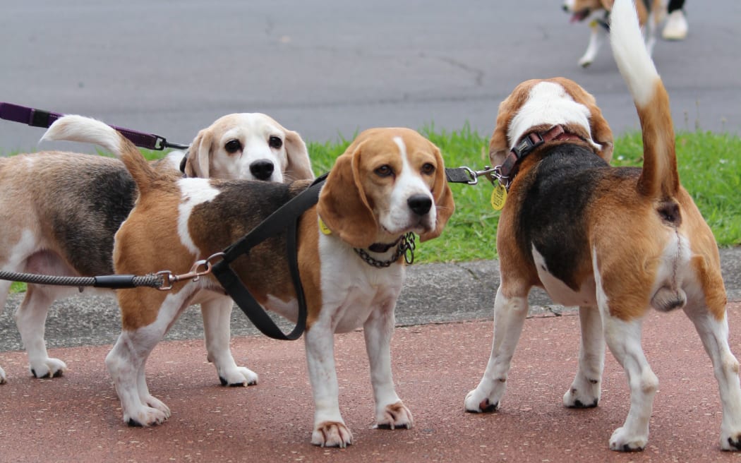 Auckland Beagle Club