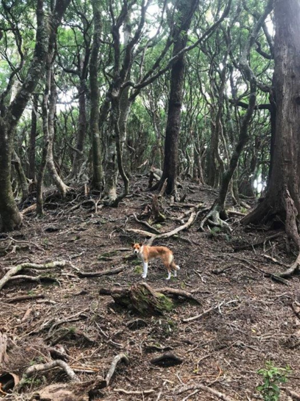 Whānau say pestes are 'eating the forest from the inside out' at Raukūmara.