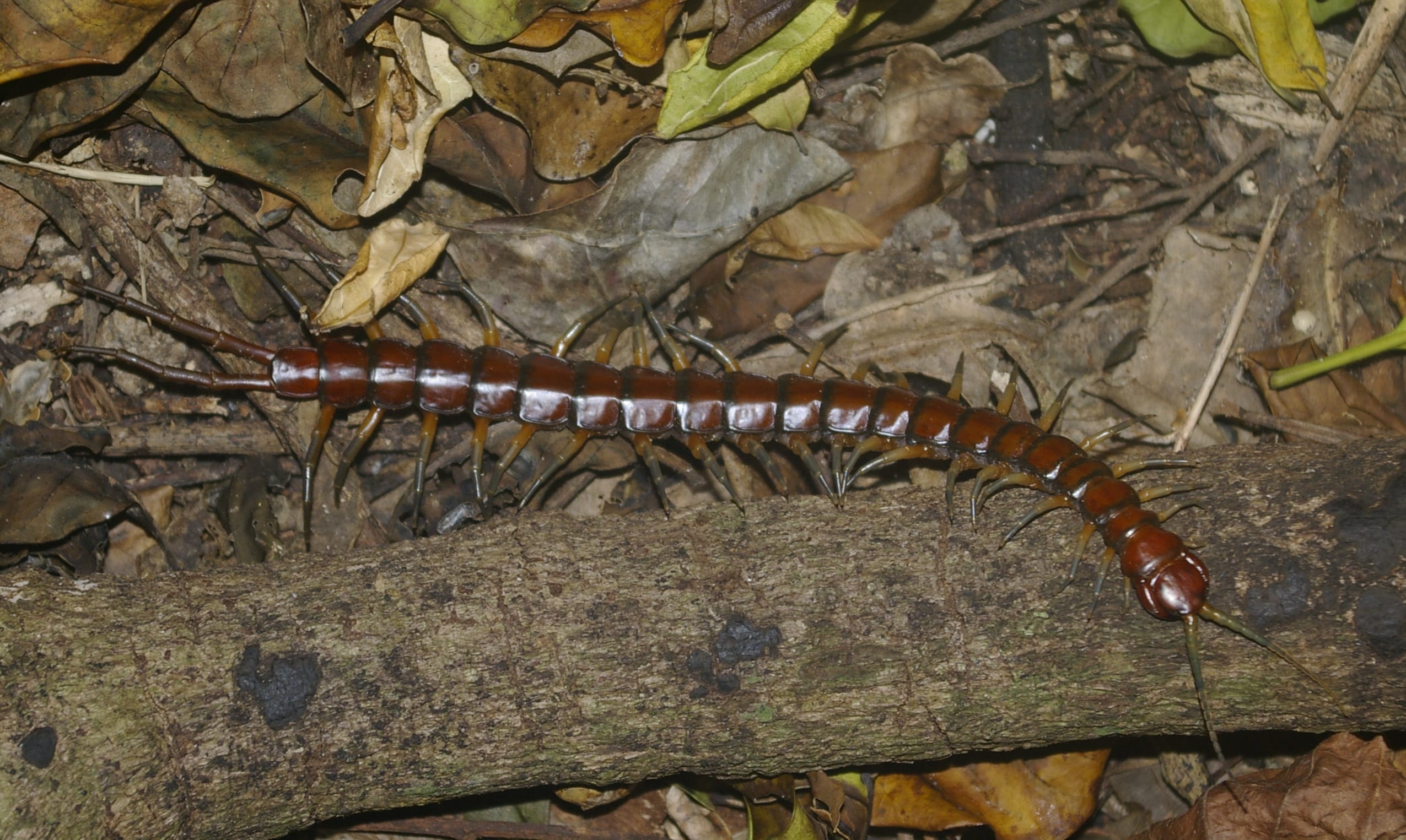 Centipede Cormocephalus rubriceps