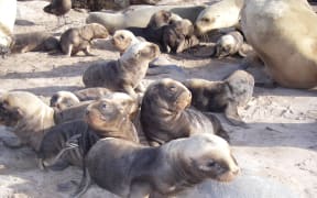 New Zealand sea lion pups