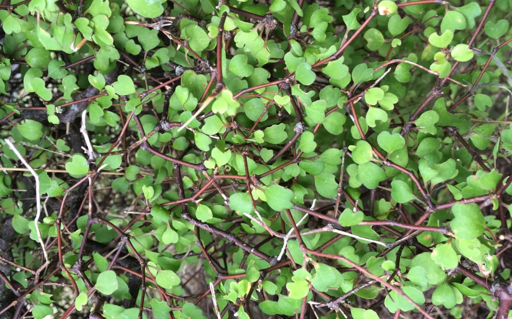 Muehlenbeckia astonii