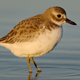 Photo for Tūturiwhatu
