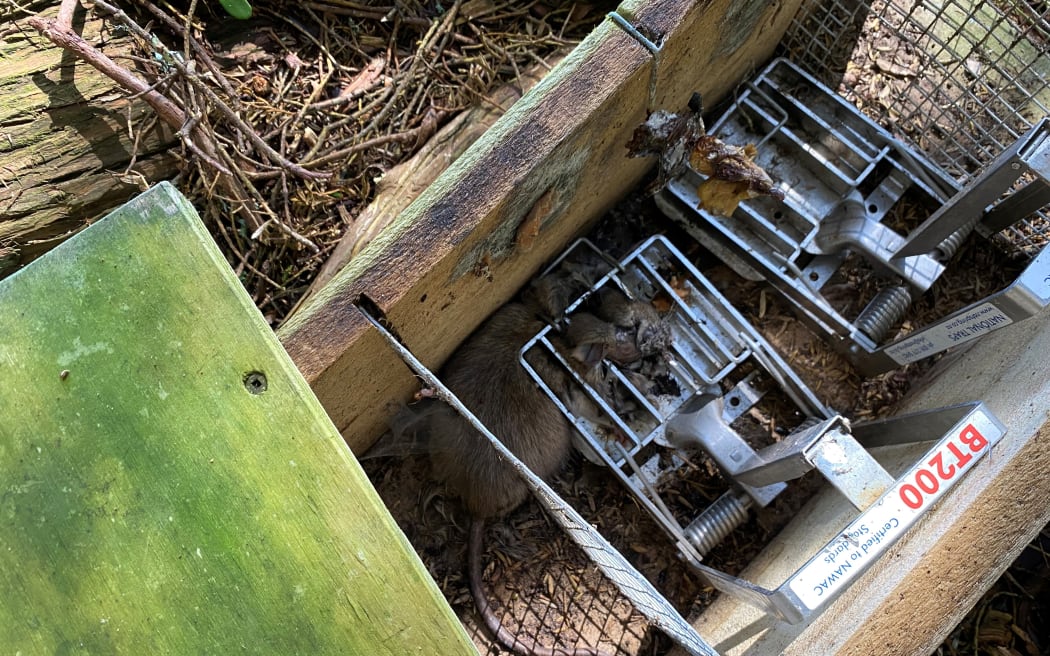 Only a small number of rats are trapped two years after the pest programme began.