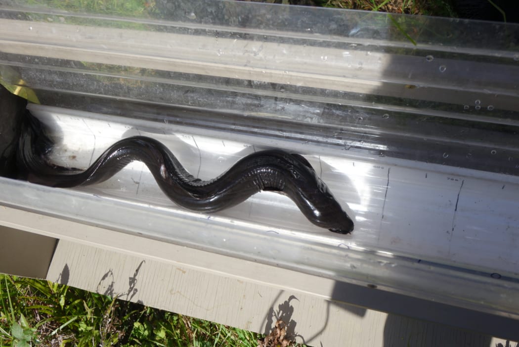 Eels in measuring trough.