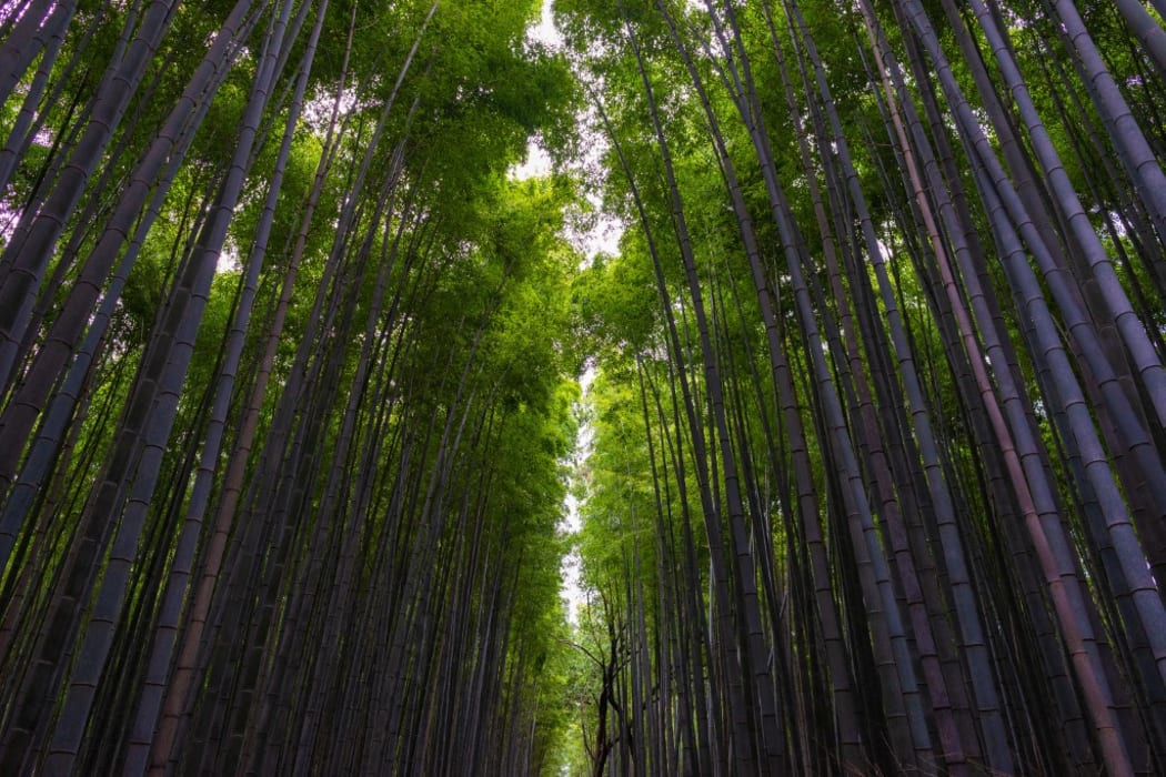 Bamboo forest, Arashiyama, Kyoto, Kansai, Honshu, Japan.