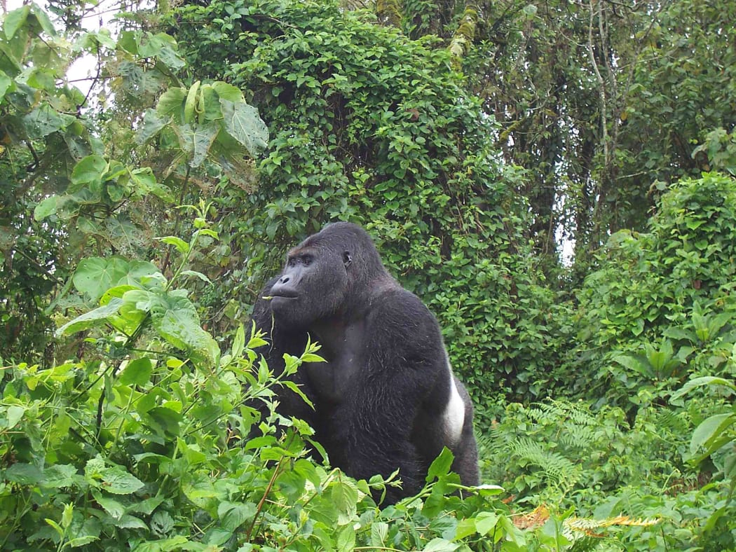 Male gorilla at Kahuzi Biega National Park, Democratic Republic of Congo.