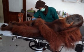 An examination is carried out on a male orangutan.