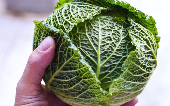A hand holding a Savoy cabbage