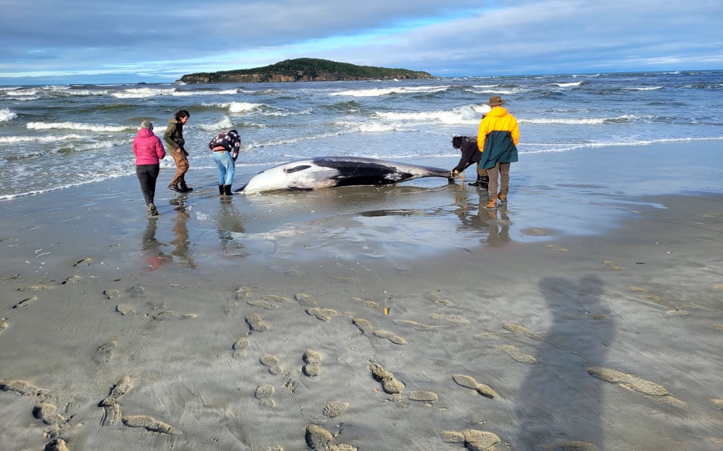A group of people inspect a washed up whale, thought to be a spade-toothed whale, on the beach at Taieri Mouth.