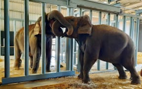 First trunk-to-trunk connection between Burma (right) and Perth Zoo's female elephant Permai.