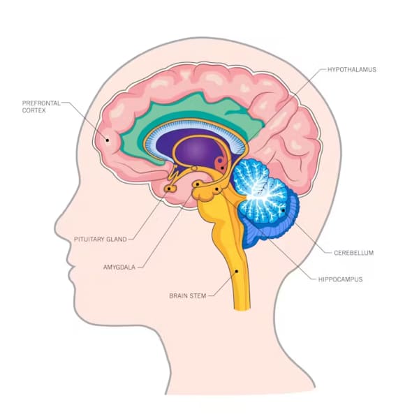 The amygdala is the brain’s emotional alarm system. The prefrontal cortex regulates emotions.
