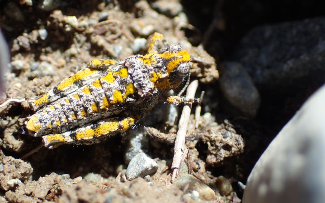 Sigaus minutus/minute grasshopper