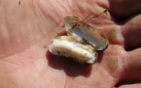 immature peanut
