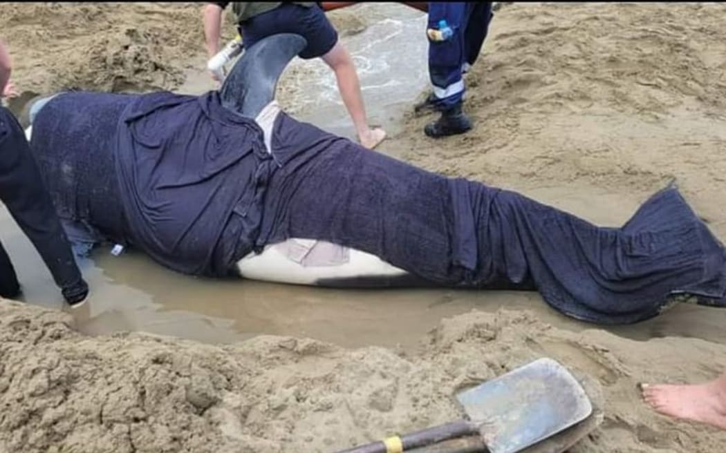 Orca dies in Hawke's Bay