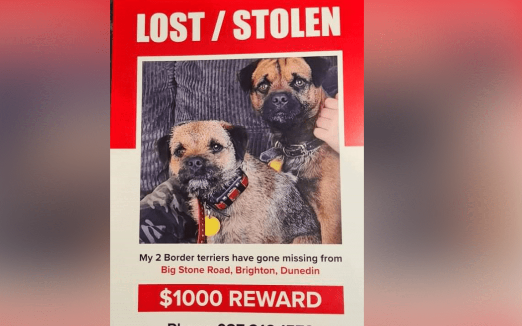 Rowan Newman's family is desperate to find their missing dogs Scruff and Floss.