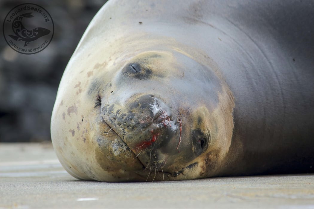 Owha the seal is now recovering from her wound.