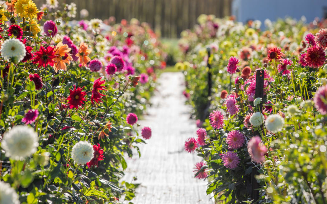 Dahlias