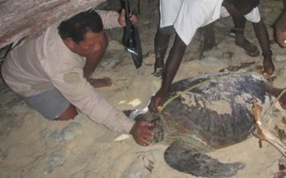 Workers on the Arnavon islands find a turtle among the debris
