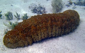 beche-de-mer