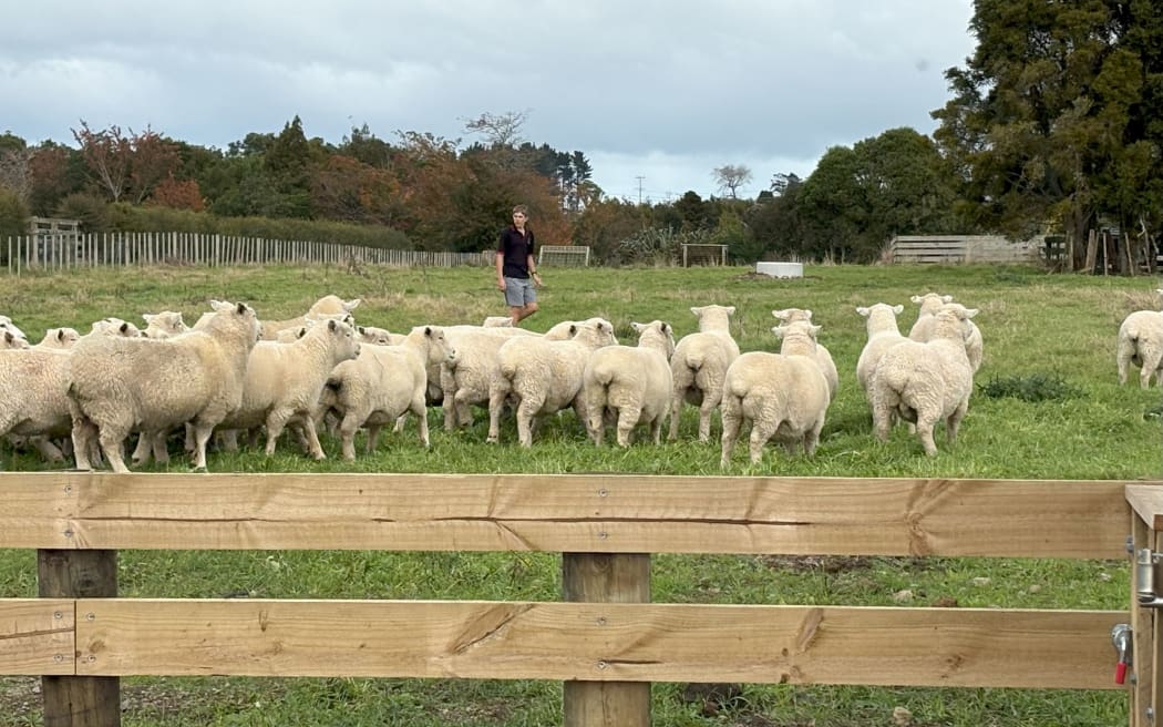 Sheep on Stratford High School school farm