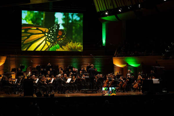The NZSO peforms The Spider's Feast with a specially-made film featuring New Zealand fauna.
