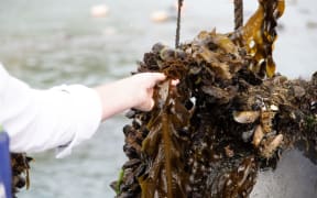 Wakame is a murky brown colour when in the sea, but turns a bright green when blanched.