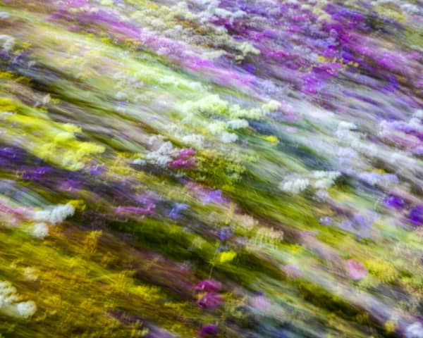 Conor Macfarlane's photograph submission to the Tūhura Otago Museum competition, Floral Flow.