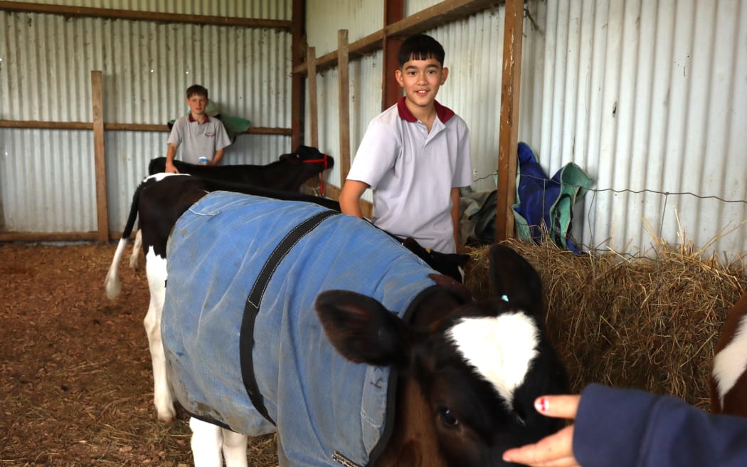 Photo features a boy posing a photo with a calf.